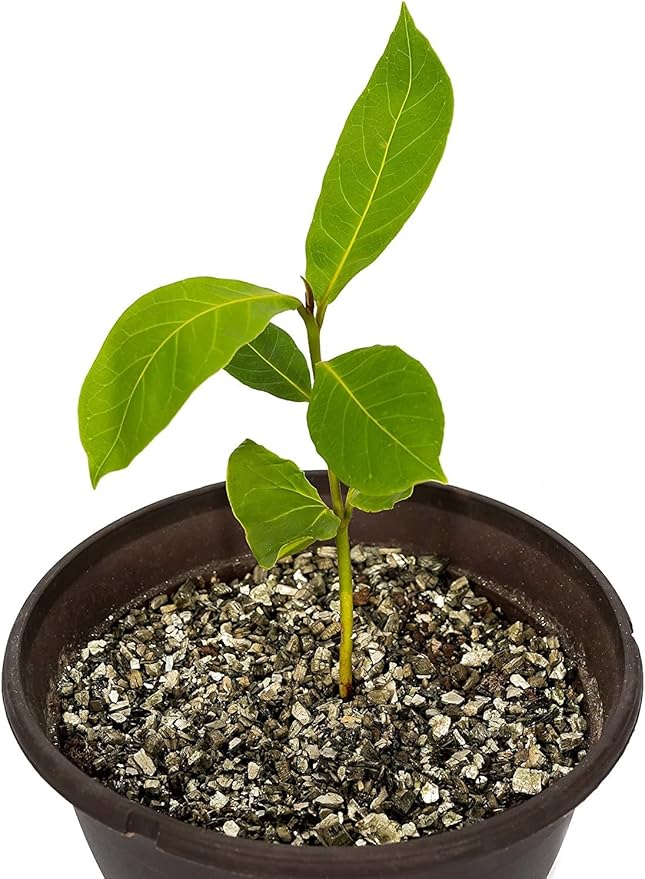 Horticultural Organic Vermiculite by GARDENERA - (Made in Ukraine) - Medium Grade - Natural Soil Additive for Potted Plants, Orchids, Hydroponics, Terrariums (2 Quart)