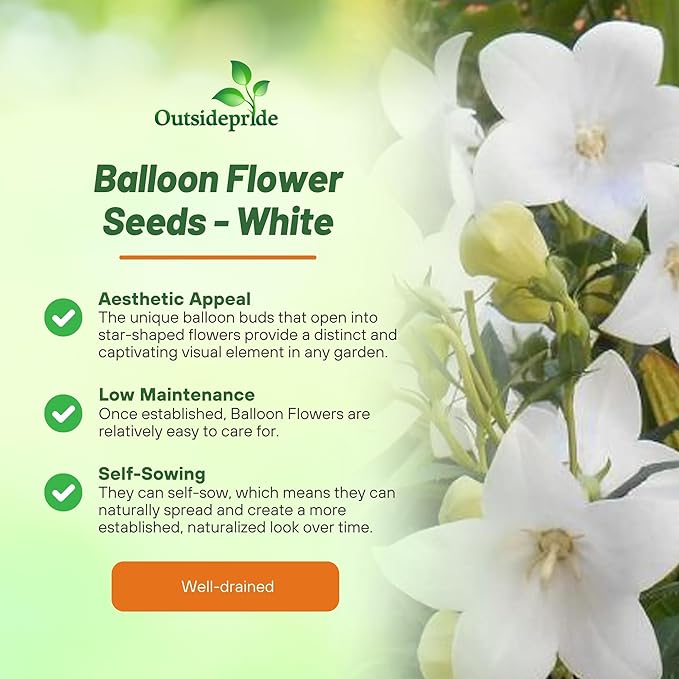 Outsidepride White Balloon Flower Seeds for Planting – 2000 Pcs Perennial, Drought-Tolerant, Easy to Grow, Low Maintenance, Pollinator-Friendly, Star-Shaped Blooms for Outdoor Gardens and Borders