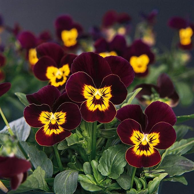 Outsidepride Bambini Mix Viola Pansy Seeds for Planting - 2000 Pcs. Perennial, Cold-Hardy & Pollinator Friendly Flowers with Fragrant Blooms for Garden Beds, Borders & Container Displays