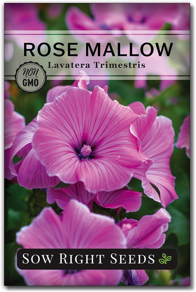 Sow Right Seeds - Rose Mallow Hibiscus Seeds for Planting - Non-GMO Heirloom Packet with Instructions to Grow - Tropical and Exotic Annual Tree Mallow - Blushing Rouge and Scarlet Blooms (1)