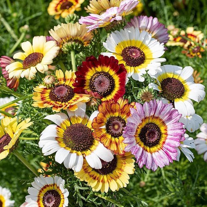 1000+ Perennial Painted Daisy Rainbow Mix Flower Seeds for Planting Outdoors-Chrysanthemum Carinatum Flower Garden Seeds Fragrant Butterfly