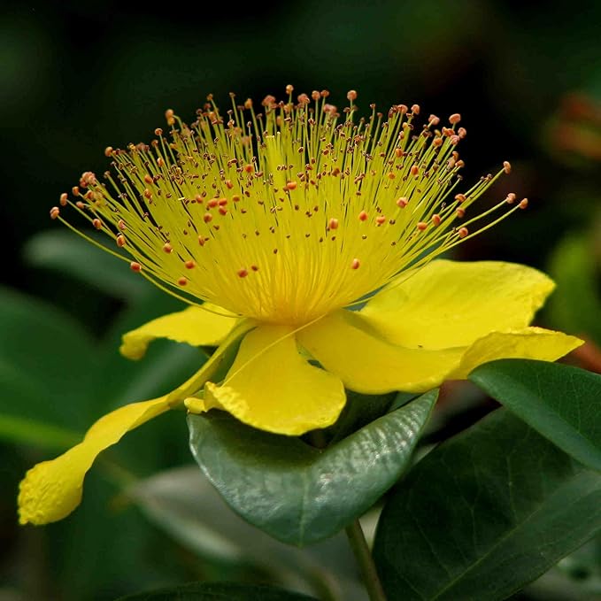 TKE Farms & Gardens - St. John's Wort Seeds for Planting - 250 mg, 2000 Heirloom Non-GMO Seeds, Veteran-Owned, Includes Instructions for Growing, Hypericum perforatum, Perennial/Medicinal Herb