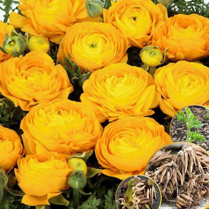 Pack 25 Ranunculus Bulbs for Planting, Yellow Ranunculus Corms, Butterfly Ranunculus Flowers Bulbs to Grow, Peony Buttercup Ranunculus