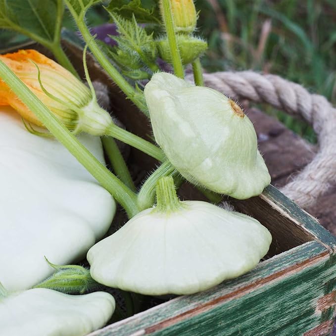 Bennings Green Tint Scallop Summer Squash Garden Seeds - 1 Lb Bulk - Non-GMO Vegetable Gardening Seeds