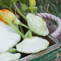 Bennings Green Tint Scallop Summer Squash Garden Seeds - 4 Oz - Non-GMO Vegetable Gardening Seeds