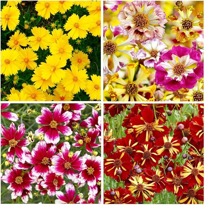 200+Coreopsis Flower Seeds for Planting Outdoor- Perennial Coreopsis Plains Seeds Plant to Wildflower Garden- Non-GMO Heirloom