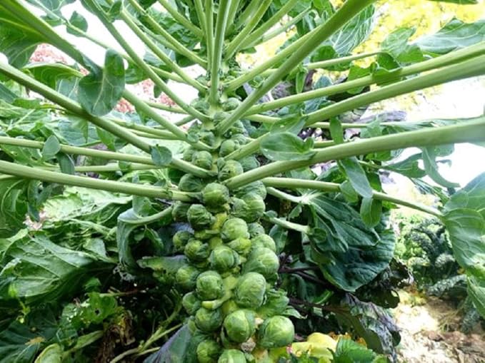 Brussel Sprout Seeds- Churchill,50 Count COOL BEANS N SPROUTS Brand. Home Gardening.