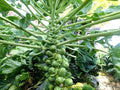 Brussel Sprout Seeds- Churchill,100 Count COOL BEANS N SPROUTS Brand. Home Gardening.
