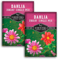 Dwarf Single Mix Dahlia Seeds for Planting - Compact Colorful Blooms for Beds, Borders & Containers - Easy-Grow Flower Variety - Heirloom Non-GMO - Survival Garden Seeds (2 Packs)