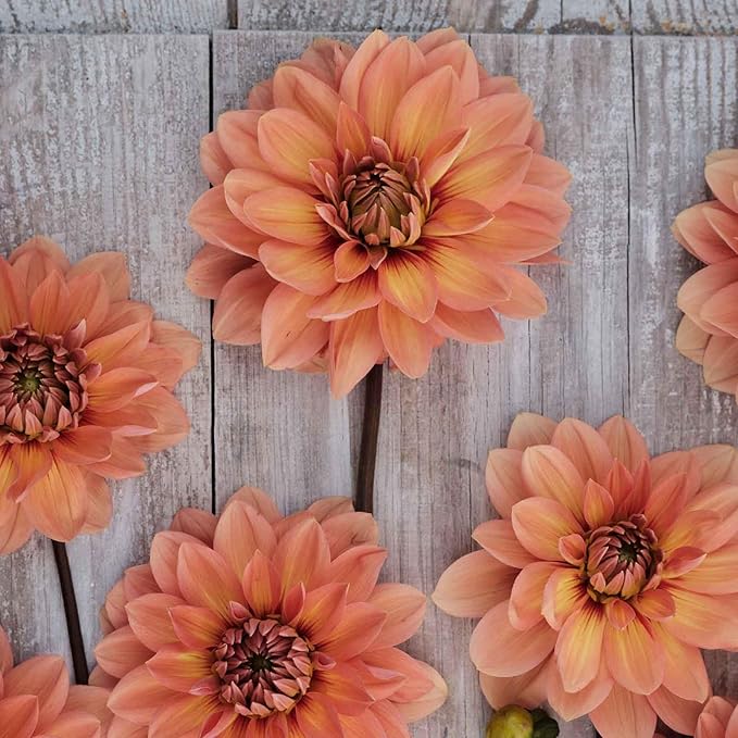Eden Brothers Dahlia Bulbs (Waterlily) - Nicholas, Non-GMO Bulbs for Planting, 2 Bulbs | Low-Maintenance Flower Bulbs, Plant During Spring, Zones 8, 9, 10, 11