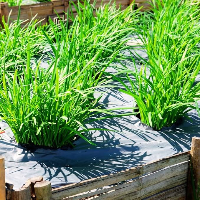 3 Hardy Chives Live Plant, Live Chives Plant for Planting Garden, 4 Inch Tall, Heirloom Leeks Plant, Hardy Perennial Chives Plant for Planting, Fragrant Heirloom Vegetable