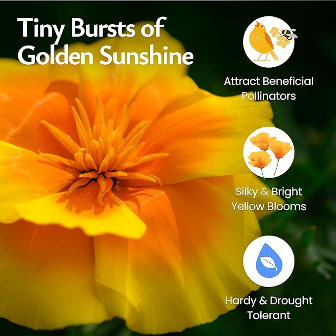 Created By Nature Mexican Poppy Seeds, 1,620 Annual Wildflower Seeds