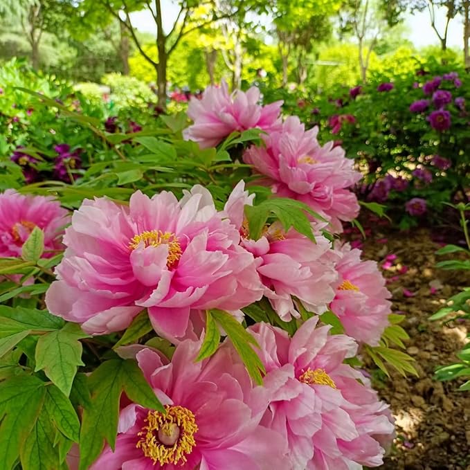 100Pcs Peony Flower Seeds – Premium Peony Seeds for Planting – Easy to Grow Fragrant Garden Flowers for Outdoor, Yard, Patio & Landscaping Decoration