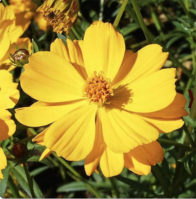 Gold Crest Cosmos - Long Blooming Season - 2 to 3 Feet Tall