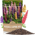 Russell Lupine Seeds – Bulk Quarter Pound Bag – Over 5,000 Open Pollinated Non-GMO Perennial Wildflower Seeds – Lupinus polyphyllus