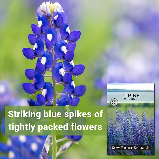 Sow Right Seeds - Wild Blue Lupine Seeds for Planting - Non-GMO Heirloom Perennial - Easy to Grow - Beautiful Purple Flowers for Gardens and Landscapes - Ideal for Bee and Butterfly Attraction (1)