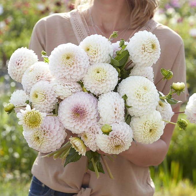 Eden Brothers Dahlia Bulbs (Ball) - Pink Pearl