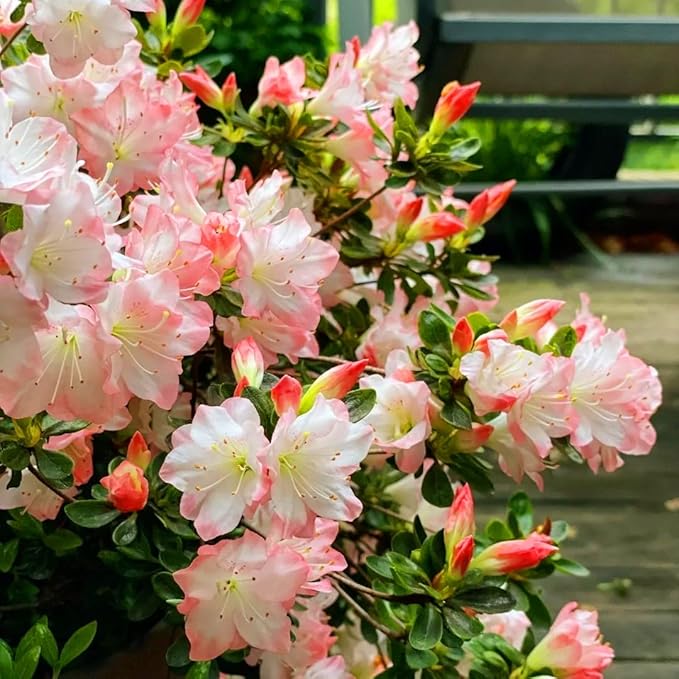 Dwarf Azalea Seeds for Planting, 30pcs Rare Azalea Rhododendron Perennial Flower Seeds Flower Plants, Non-GMO Heirloom Beauty Flowers for Home Garden Outdoors
