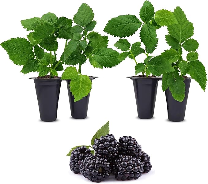 BlackBerry Plants Sweetie Pie (4 Pack) Live for Sale | Easy to Grow Plants | Edible Fruit Plant for Sustainable Living | Grow Your own Food on Your Organic Garden | Live for Planting |