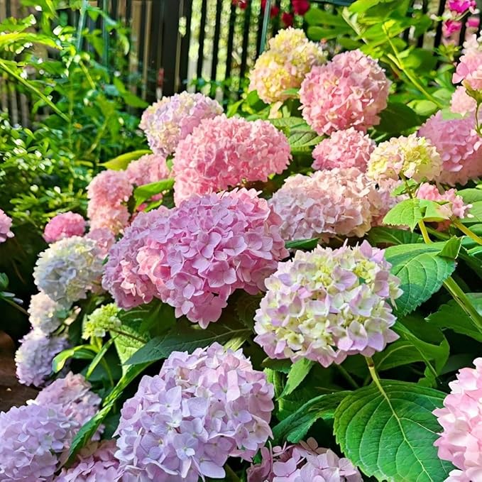 Hydrangea Flower Seeds 30pcs– Non-GMO Perennial Ornamental Plant, Colorful Blooms for Garden, Patio & Landscaping