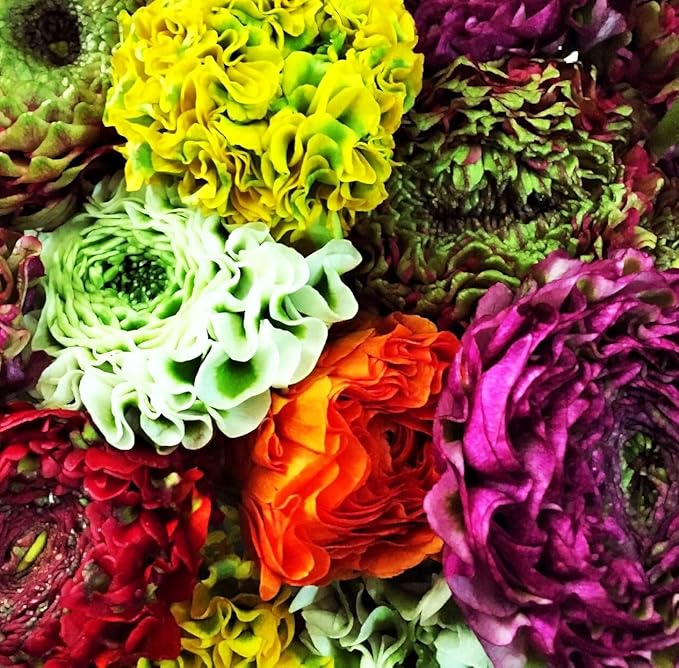 Mixed Peony Ranunculus Bulbs- Persian Buttercup -10 Corms Bulbs Flowering Blooms Perennial Bulbous Root Garden Plant (Mixed Ranunculus Bulbs)