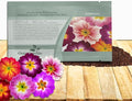 Outsidepride Danova Bicolor Mix Common Primrose Seeds - 25 Pcs Annual, Hardy, Easy to Grow & Low Maintenance Flower Seeds for Planting Vibrant Soft Blooms, for Containers, Borders & Erosion Control