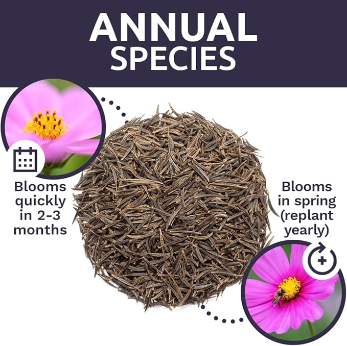 Dazzler Cosmos Wildflower Seeds - Extra Large 1 Ounce Packet - Over 5,000 Fresh Open Pollinated Non-GMO Flower Seeds - Stunning Bright Petals - Drought Tollerant