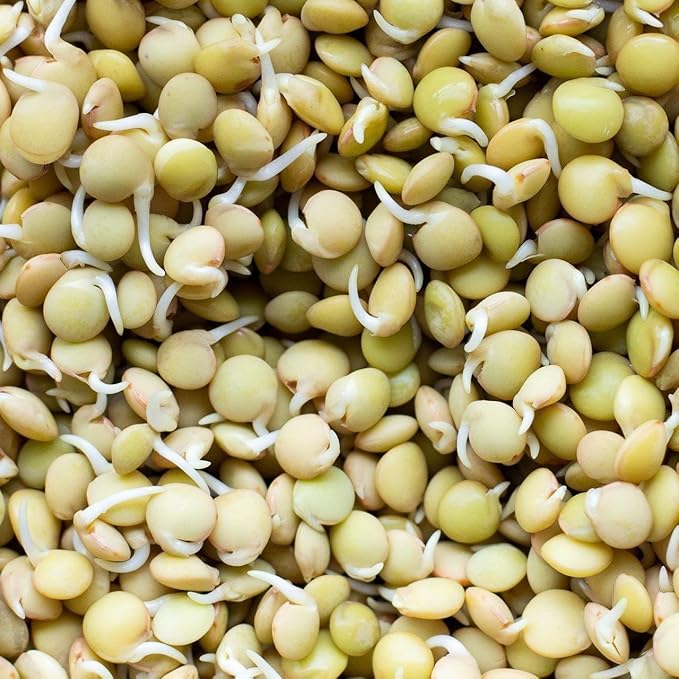 Todd's Seeds Sprouting Green Lentil Seeds, Heirloom, Non-GMO, Chemical Free, High Germinating (One Pound)