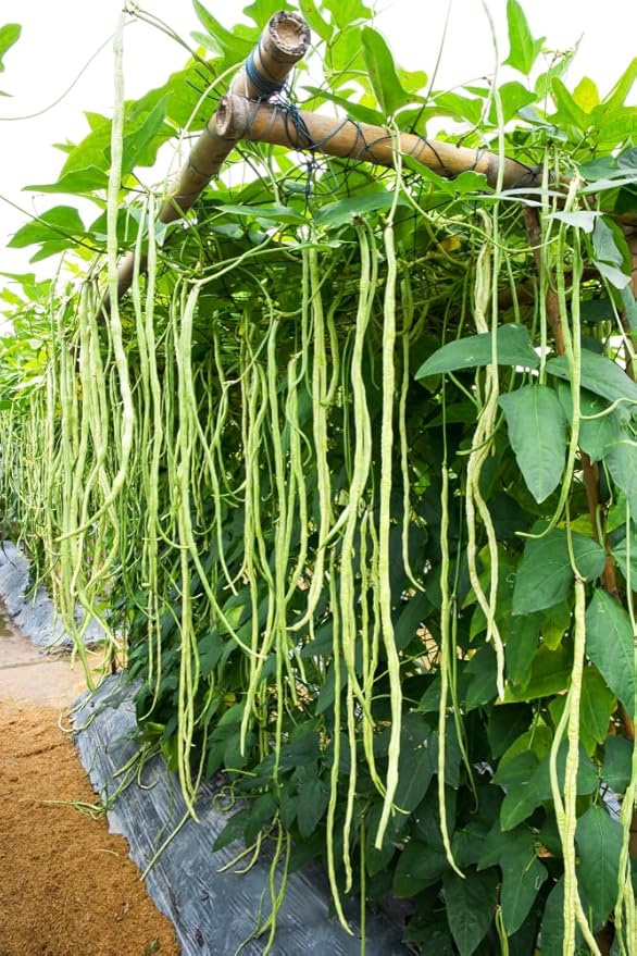 Yard Long Bean Seeds for Planting - 50 Seeds - Asparagus Bean | Snake Bean | Chinese Long Bean | Red Ripper Cowpeas