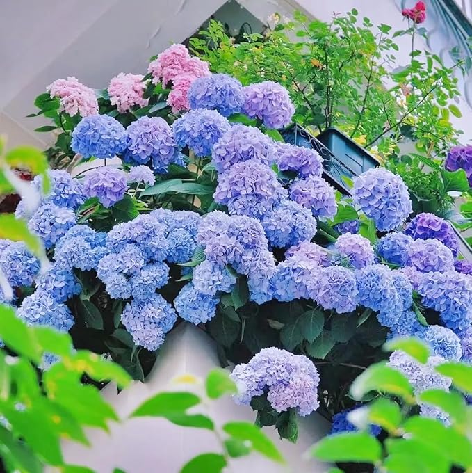60+ Perennial Hydrangea Seeds Flower for Home Gardens Outdoor-Non-GMO Heirloom Flower High Germination Rate