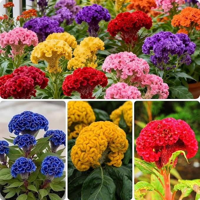 100pcs Celosia Plumosa Flower Seeds for Planting Non-GMO Plumed Flame Cockscomb, Bright Vibrant Colors, Ornamental Blooms for Garden, Pots & Borders