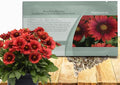 Outsidepride Gaillardia Grandiflora Mesa Red Blanket Seeds for Planting - 50 Pcs Perennial Flower Seeds, Heat & Drought Tolerant for Xeriscaping, Borders, & Small Garden Spaces