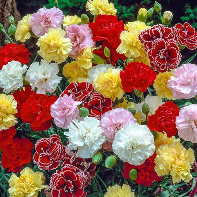 100 X Mixed Carnation Seeds for Planting Outdoor Grow Flowers in Pots Basket Gardens Multicolor Flowers Seeds