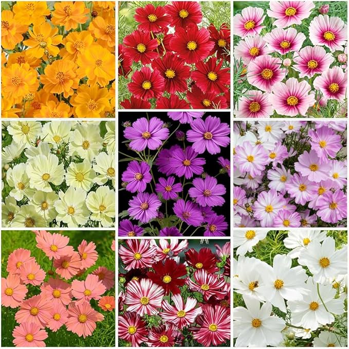 330+ Perennial Mixed Cosmos Seeds for Planting-Non-GMO Heirloom Plant Seeds Garden Outdoor