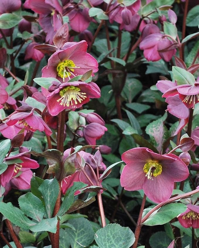 Perennial Farm Helleborus Frostkiss® Anna's Red No. 1