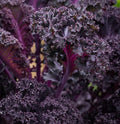 Scarlet Red Kale Seeds for Planting – Plant & Grow Heirloom Scarlet Red Kale in Home Outdoor Vegetable Garden, Brassica oleracea – 2 Packets