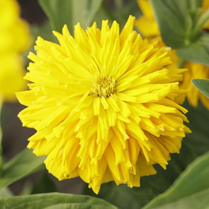 Eden Brothers Zinnia Seeds - Super Cactus Sungod, Non-GMO Seeds for Planting, 1 oz | Low-Maintenance Flower Seeds, Plant During Spring, Zones 3, 4, 5, 6, 7, 8, 9, 10
