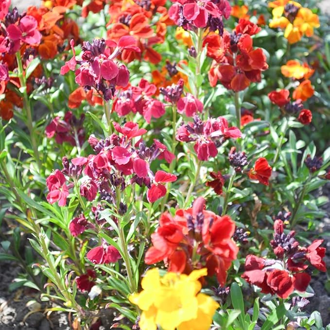 Mixed Erysimum Seeds for Planting - 100Pcs Multicolor Erysimum Seeds for Growing Garden Home Garden Balcony Easy to Grow Flowers Seeds