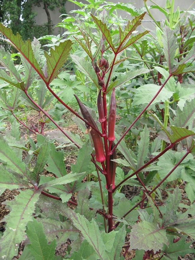 Todd's Seeds Red Burgundy Okra Heirloom Seed - 11g Packet