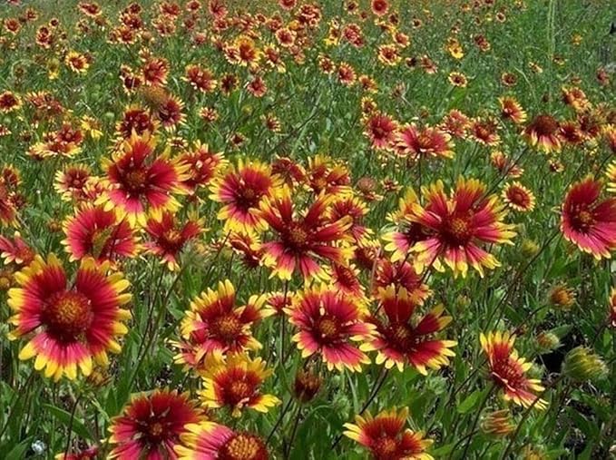 Gaillardia Indian Blanket Nice Garden Flower Seeds by Seed Kingdom (1 Oz Seeds)