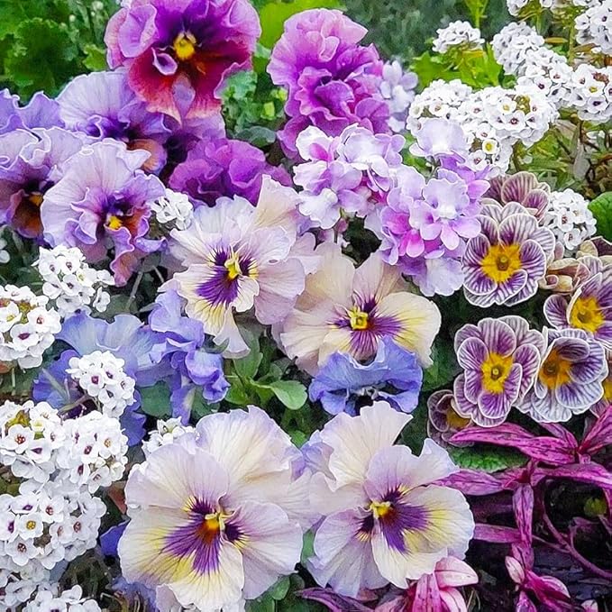 200+ Perennial Viola Philippica Violet Flower Seeds for Planting-Beautiful Herba Violae Flower