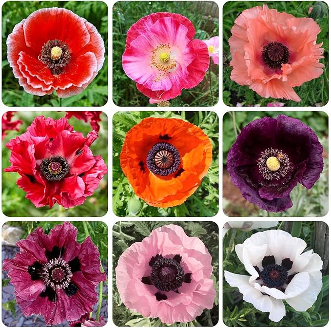 11000+ Seeds Poppy Flower Seed Mix for Planting-Non-GMO Heirloom Plant Seeds Garden Outdoor