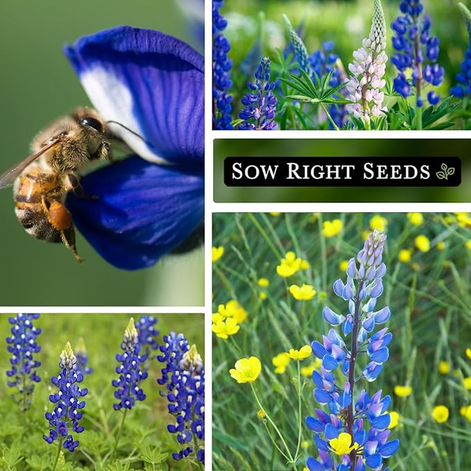 Sow Right Seeds - Wild Blue Lupine Seeds for Planting - Non-GMO Heirloom Perennial - Easy to Grow - Beautiful Purple Flowers for Gardens and Landscapes - Ideal for Bee and Butterfly Attraction (3)