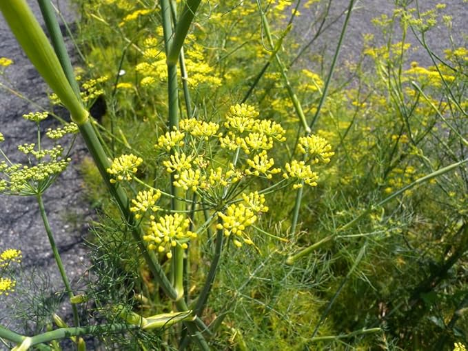 Fennel Seeds, SweetFennel is a Variety of Fennel, 500 Seeds, Fennel Seeds to Plant in Your Home Garden COOL BEANS n SPROUTS