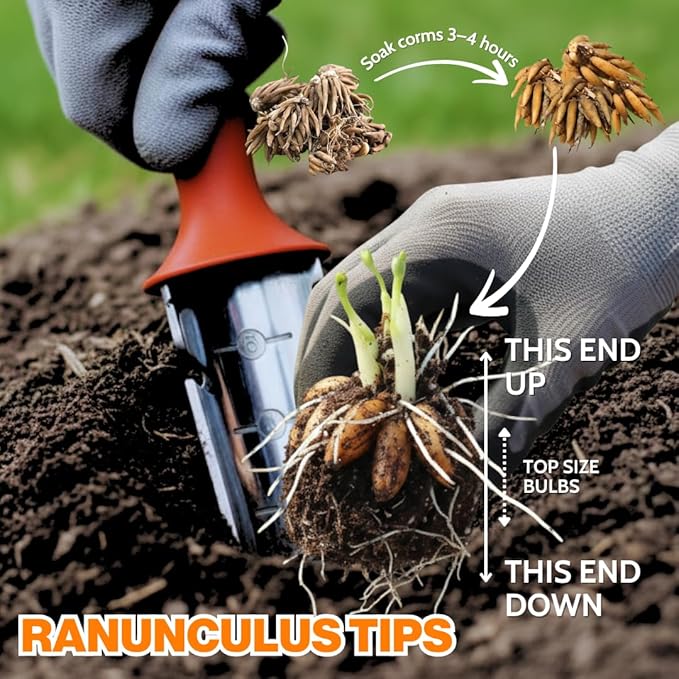 Pack 25 Ranunculus Bulbs for Planting, Orange Ranunculus Corms, Butterfly Ranunculus Flowers Bulbs to Grow, Peony Buttercup Ranunculus