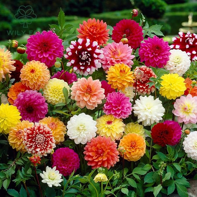 Dahlia Seeds MEGA Mix - Cut&Come-Again - Giant Blooms - 300+ Non-GMO Heirloom - Bee & Butterfly Magnet - Pack for 2026