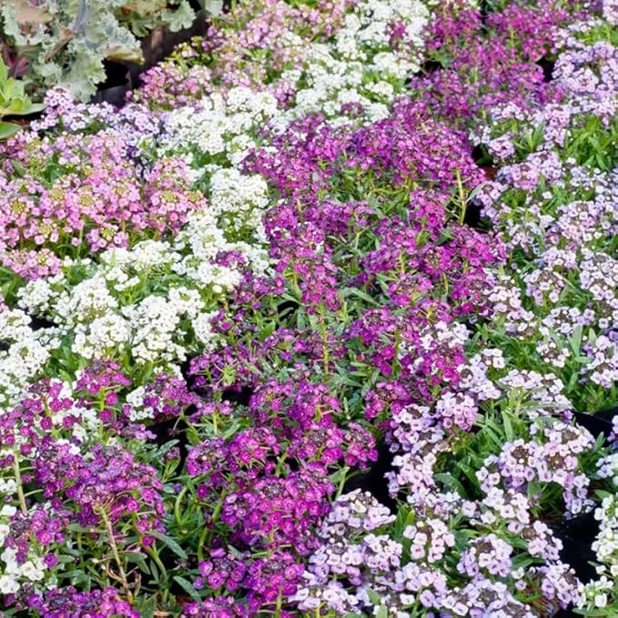 400+ Sweet Alyssum Flower Seeds Royal White Purple Ground Cover Flowers Plant