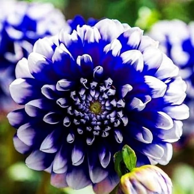 300+ Mix Dahlia Seeds Multi-Color Beautiful Annual Outdoor Garden Potted Plants Non-GMO Dahlia Seeds for Planting Outdodor Indoor Garden