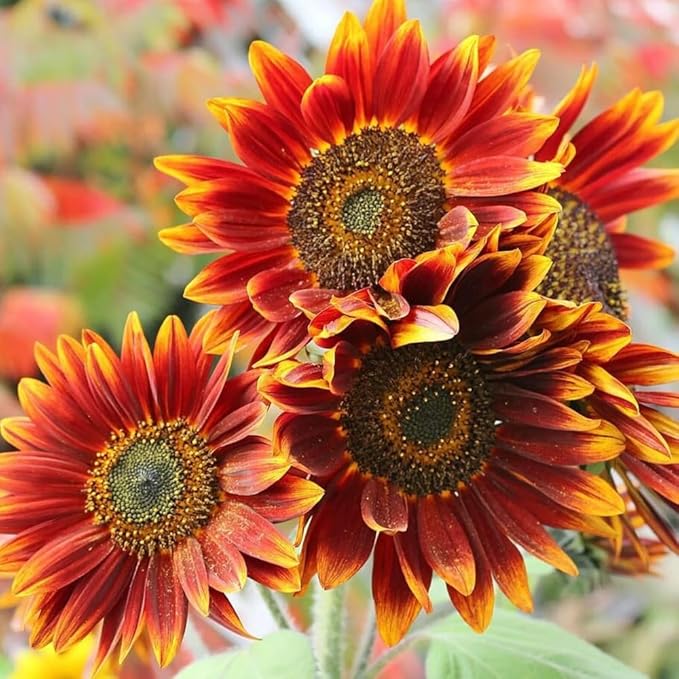 Mixrug Multi-Colored Sunflower Seeds for Planting,100+ Rare Sunflower Seeds to Plant Non-GMO Heirloom Seed for Vibrant Sun Flower Seed Garden Outdoors