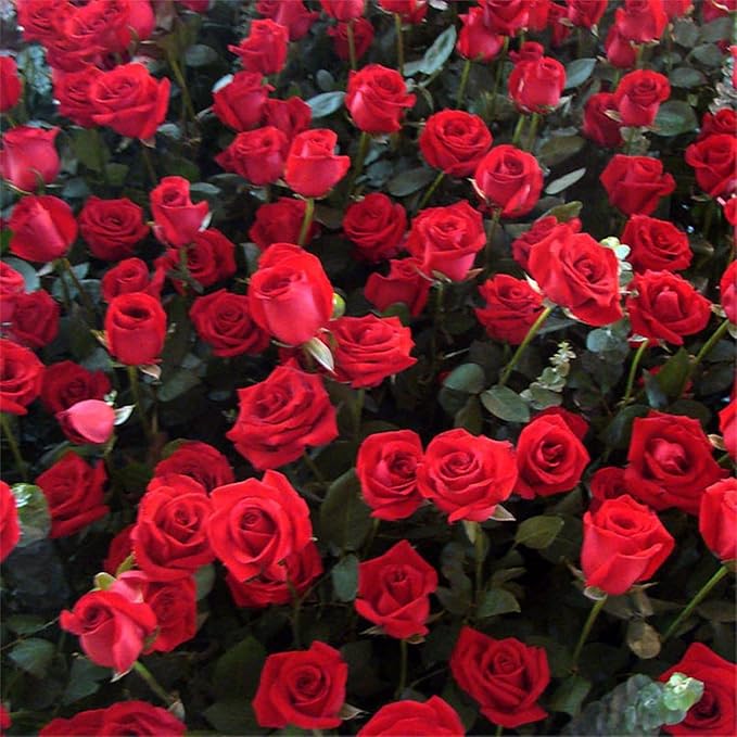 298+ Rose Seeds for Planting Outdoor & Indoor Garden, Perennial Heirloom Open Pollinated Flower Seeds, Non-GMO Hardy Easy Growing for Beginners & Gardeners